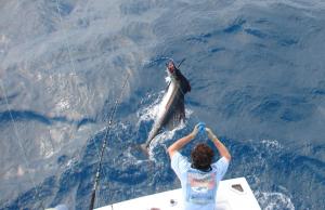 Liquid Gold Sailfish