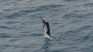 Liquid Gold Sailfish