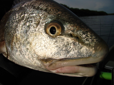 Redfish that fell for a topwater plug along the mangroves