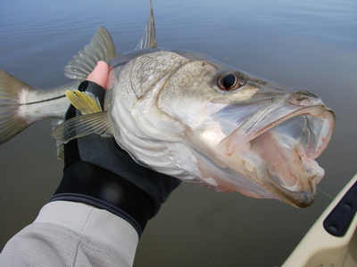Snook that hit a jig near an inlet