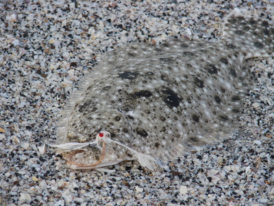 Flounder blend into the bottom. This flatty was taken on a D.T. Special (variation)