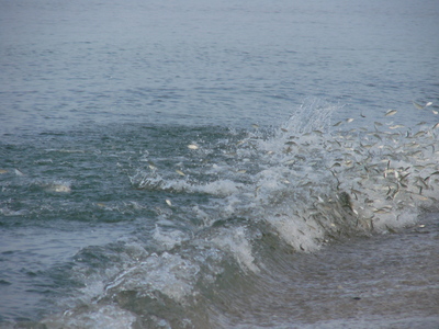 Snook blast baitfish along the beach's edge