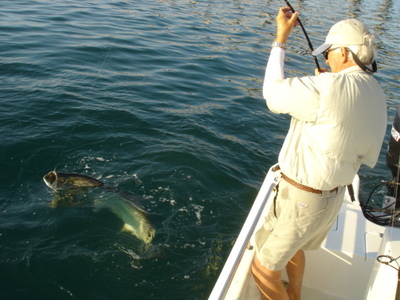 Tampa Bay Tarpon