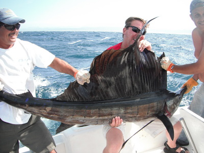Sailfish