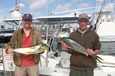 Schoolie dolphin are biting