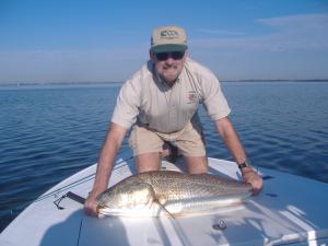 31 pound redfish