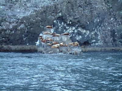 Sea-Lions Lounging