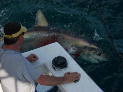 450 lb. thresher shark about to be released
