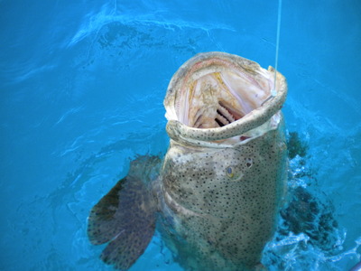 Goliath Grouper