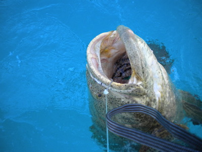 Big Dog Goliath Grouper