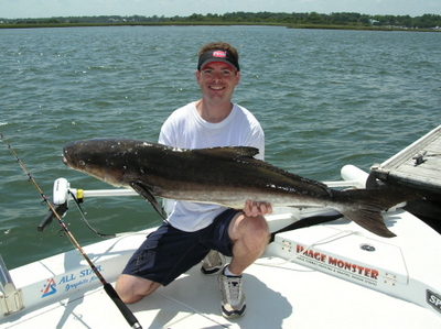 Cobia