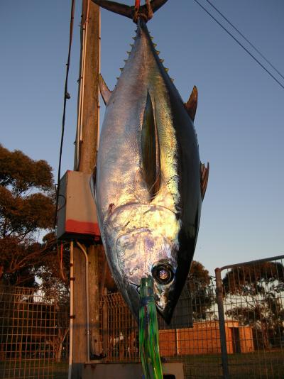 Big Eye Tuna caught previous week