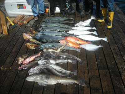  Insane fish whacking