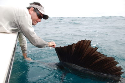 Jon Milchman releases a sailfish caught on the last day of the series.
