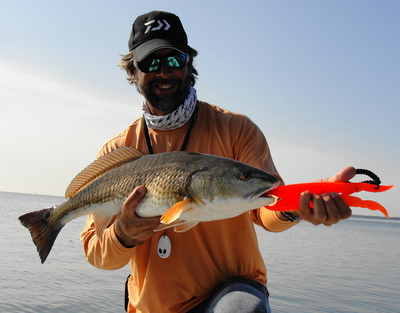 SKL Glass Minnow redfish caught near Tierra Verde by Capt. C.A.