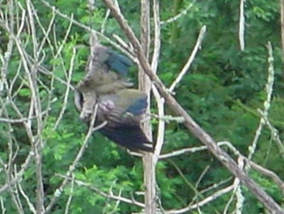 Dead Bird hanging in tree after starving to death