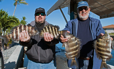 Sheepsheads fishing getting better every day