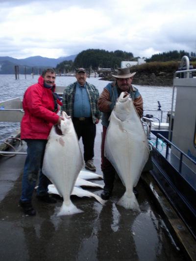 A nice grouping of Halibut