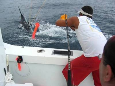 Marlin ON !