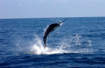 Lots of Marlin Action