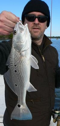 Multispot with blue tail