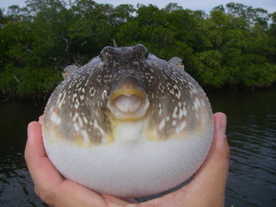 puffer fish
