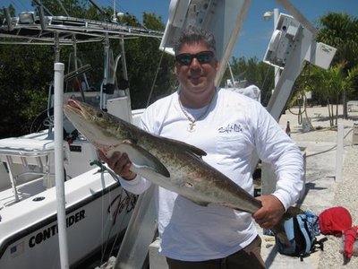 Cobia
