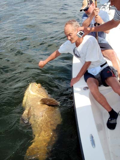 Huge Goliath Grouper caught in eight feet of water