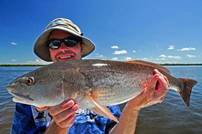 Redfish are schooling around Pine Island