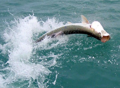 The coolest part of hooking a tarpon are the jumps