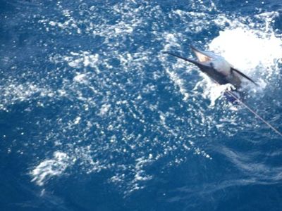 Captain Taco (954) 764-4344 or toll free @ (877) Sea-4344 tacohookedup@aol.com