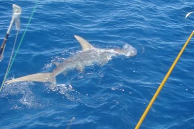 Captain Taco (954) 764-4344 or toll free @ (877) SEA-4344 tacohookedup@aol.com