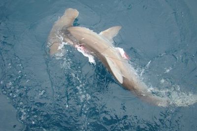 Captain Taco (954) 764-4344 or toll free @ (877) SEA-4344 tacohookedup@aol.com