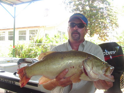 This big largemouth caught bya local anglers is the biggest known largemouth taken since Hurricane Rita hit Sept ,2005.  The fished weighed just over 7 pounds which is huge river bass.