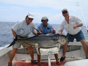yellow fin tuna