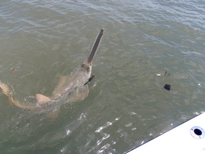 Flamingo Sawfish