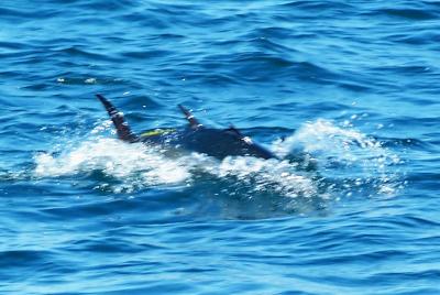 BFT crashing sand eels