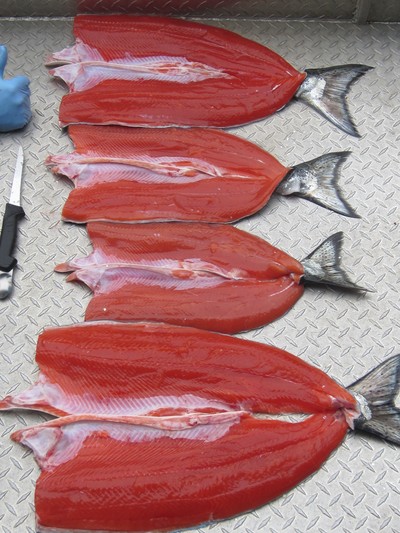 Four awesome winter Spring Salmon Filets