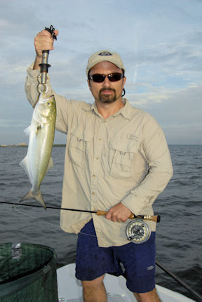 Frank Angelona's Sarasota Bay fly bluefish (Capt. Rick Grassett)