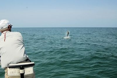 Frank Zaffino Sarasota fly tarpon jump with Capt. Rick Grassett