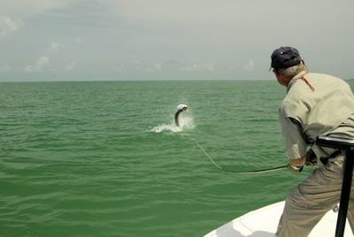Frank Zaffino, from Rochester, NY, jumped this tarpon on a fly in the coastal gulf in Sarasota while fishing with Capt. Rick Grassett.