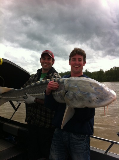 Nice Fraser River Sturgeon
