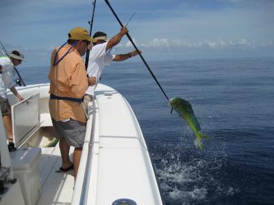Nice Dolphin Coming Aboard