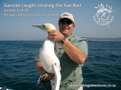 Gannet Caught Stealing the Live Bait