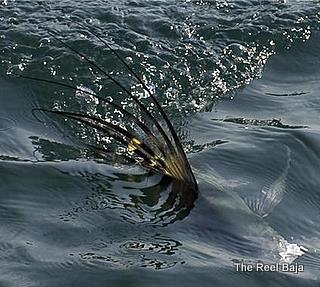 a fly caught rooster fish coming to the boat