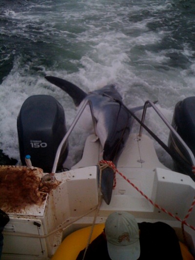 HELP needed to load this beast