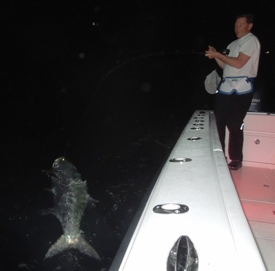 Tarpon ready for release