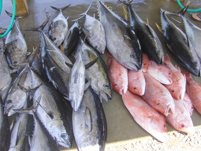 Nice catch of Tuna and Snapper