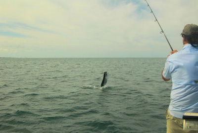 Hal Lutz Sarasota tarpon jump with Capt. Rick Grassett.