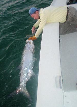 Hal Lutz's fly tarpon